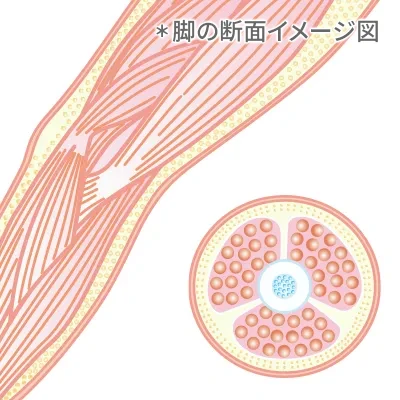 TBCが目指すダイエット