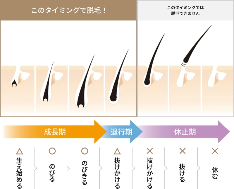 毛周期の説明