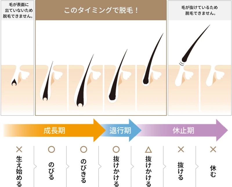 毛周期の説明
